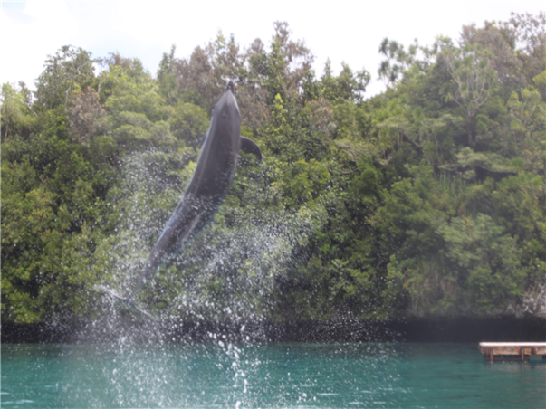 [보홀 / 솔레아 슈페리어] 거북이스노쿨링+돌핀왓칭 3박4일