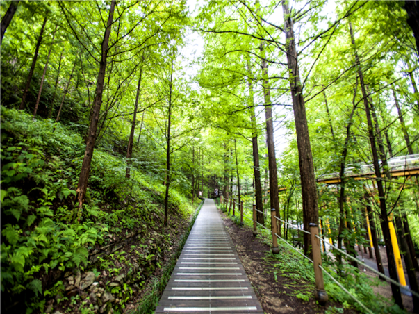 [집중모객]충청도 대전 당일여행 ＜지자제지원특가/장태산휴양림＞